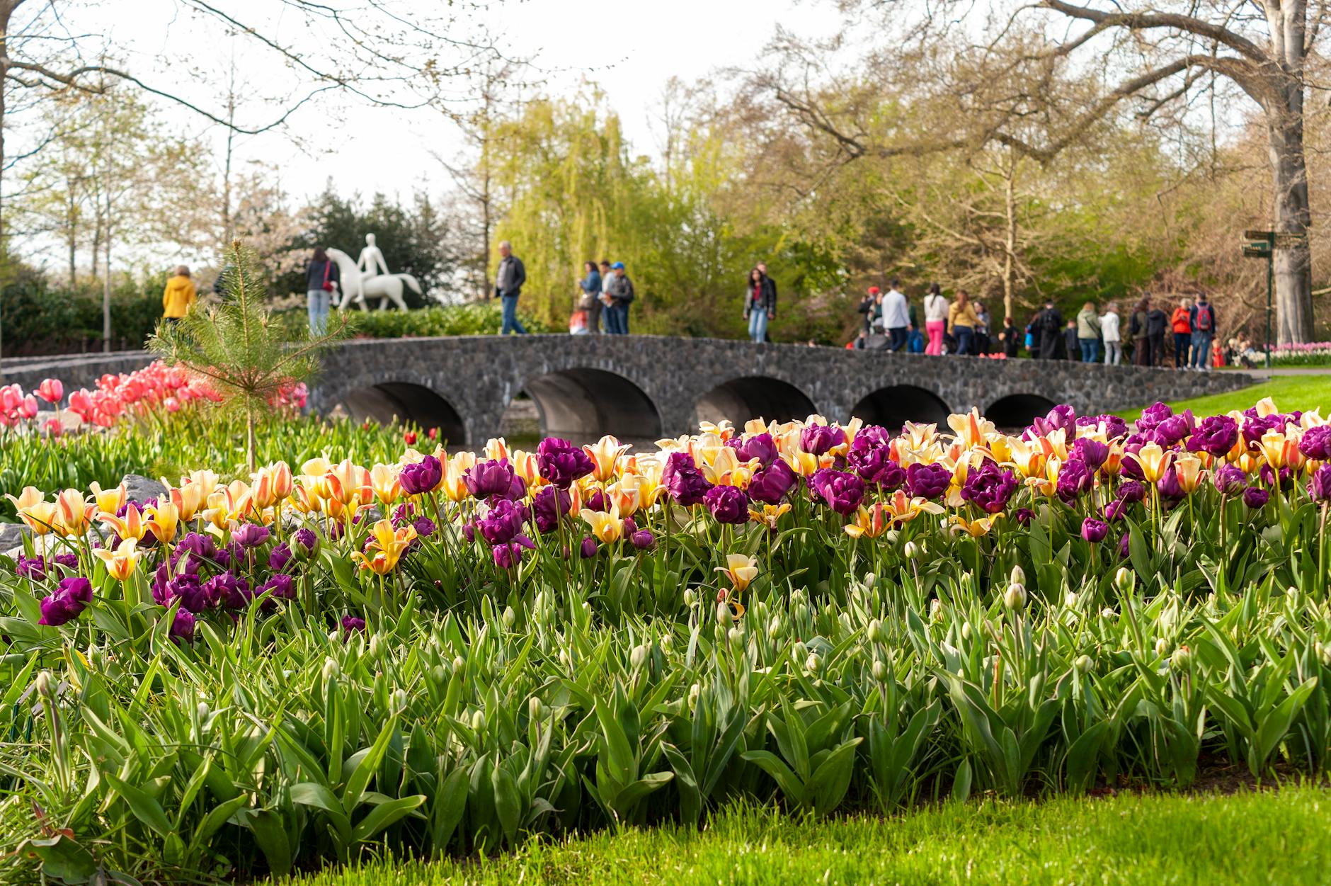 colorful flowers in park